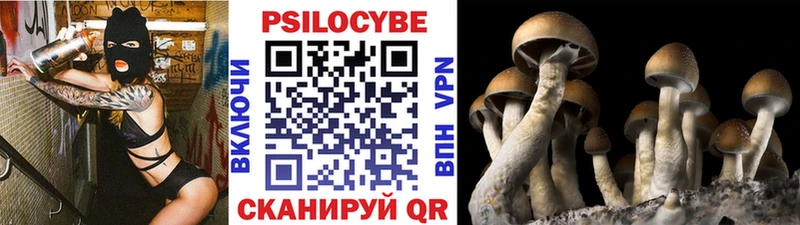 Купить где  Нязепетровск  Псилоцибиновые грибы Psilocybe 